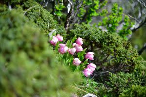 台灣特有種- 奇萊喜普鞋蘭：生長在3,500公尺以上的草坡、土壤岩壁、以及灌木叢下，目前在台灣僅見於南湖山區、中央尖山。奇萊喜普鞋蘭為南湖最具代表性的冰河孓遺植物，六月中旬展開，七月中即褪色凋謝。｜Taiwan’s endemic species, the Lady’s Slipper orchid (奇萊喜普鞋蘭), grows on grassy slopes less than 3,500 meters high, on soil rock walls and bushes. Currently, it is only found in Taiwan’s Mt. Nanhu and Central Range Point. The Lady’s Slipper orchid is the Nanhu’s most representative plant and relic of its glacial past, blooming from mid-June and then withering away by mid-July. （攝影師敏敏提供｜Courtesy of Min Min)