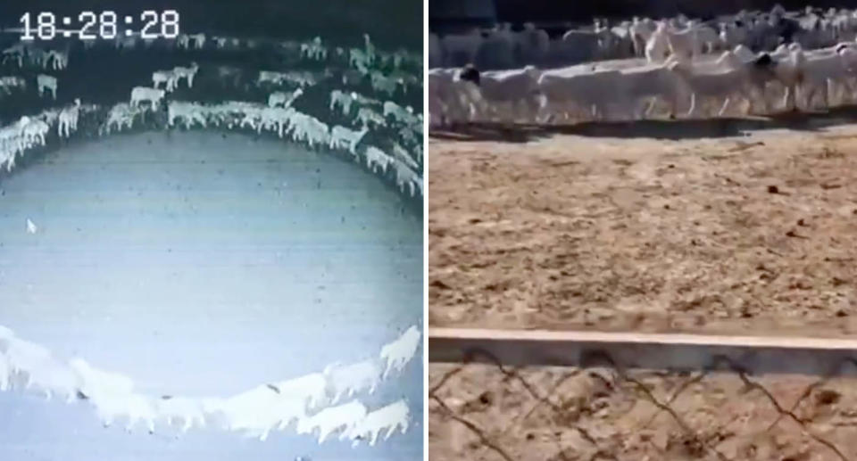 Two photos of sheep circling on a property in China 