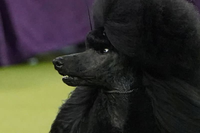 2020 Westminster Kennel Club Dog Show at Madison Square Garden in New York City