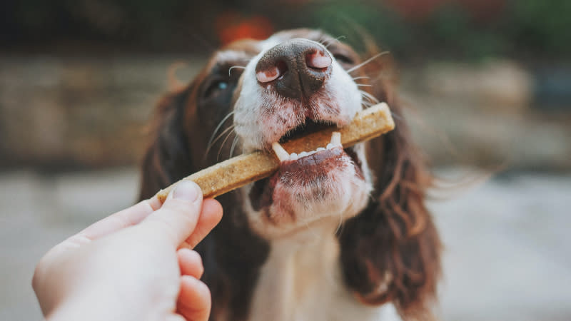 Dog eating a chew