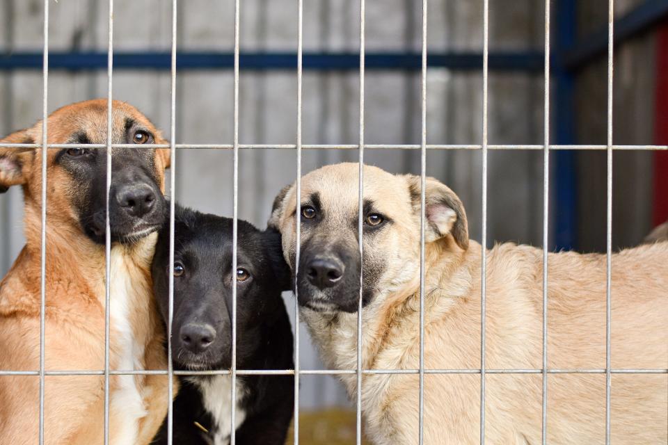 The City of Gadsden, which recently made spaying and neutering mandatory for dogs and cats aged six months or older in an effort to ease the population of wild animals roaming neighborhoods, will consider requiring registration and licensing for pet owners and requiring commercial breeders to obtain a permit.