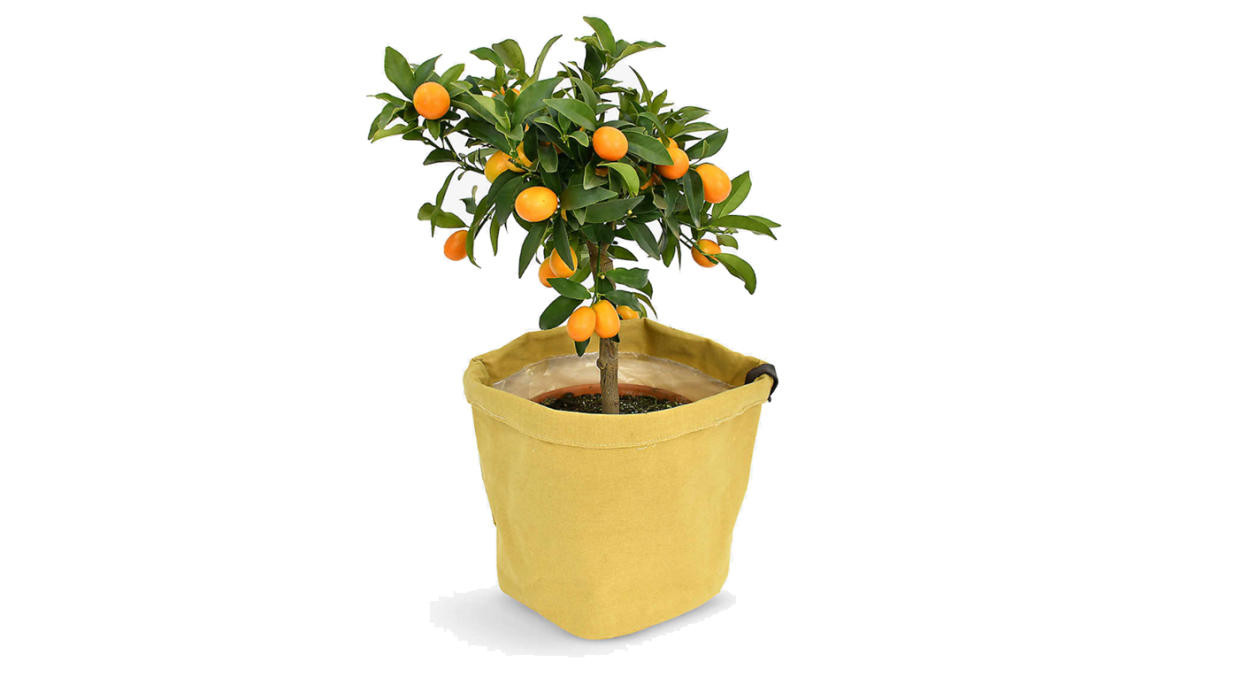 MOYSES STEVENS Citrus tree in canvas bag 50cm-80cm