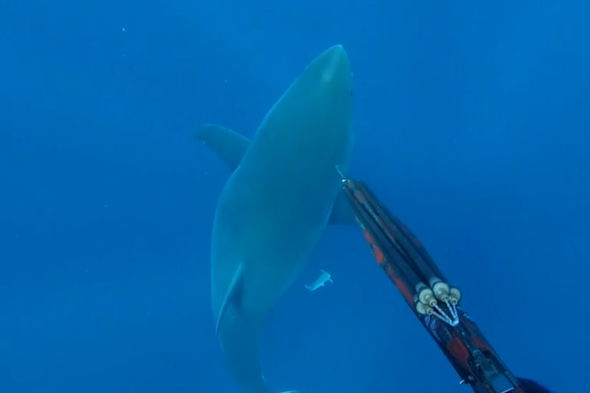 Spear fisherman jabs great white shark to scare it off (video)