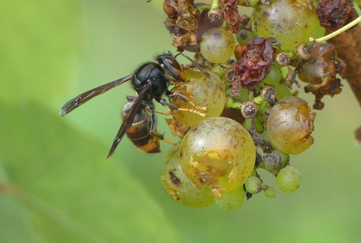 Las avispas asiáticas se alimentan de los azúcares de las frutas. María J. Servia, Author provided