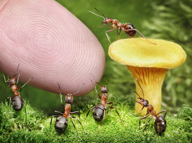 The fantasy world of ants: Photographs by Andrey Pavlov