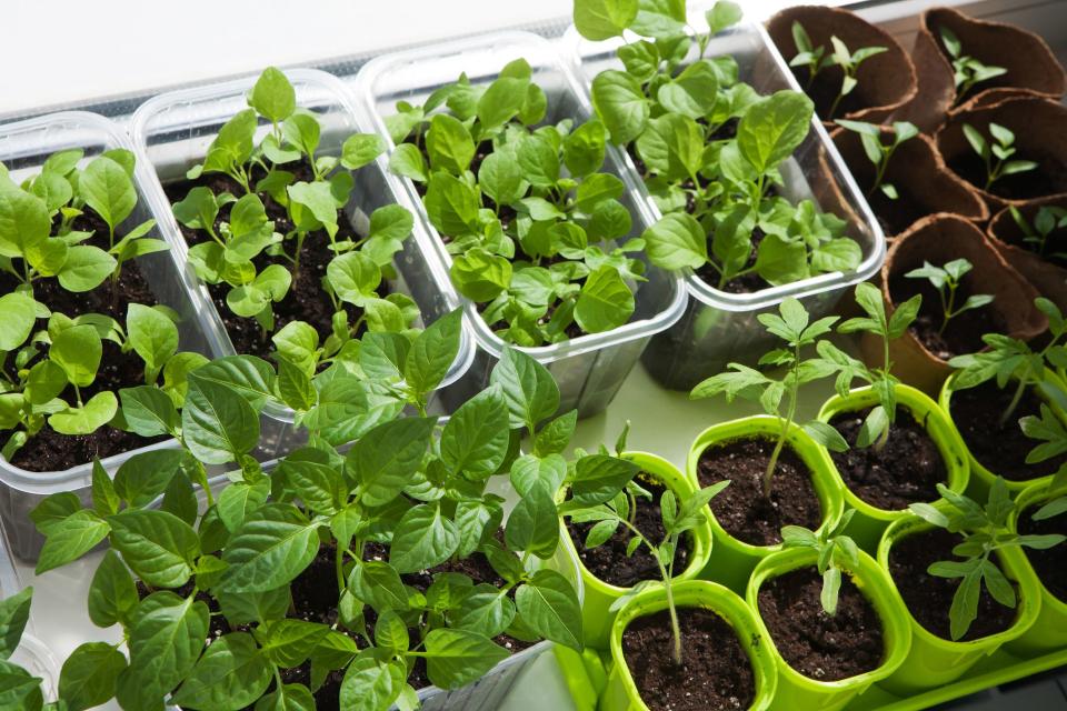 Starting Your Own Indoor Edible Garden Is Easier Than You Think—Here's How