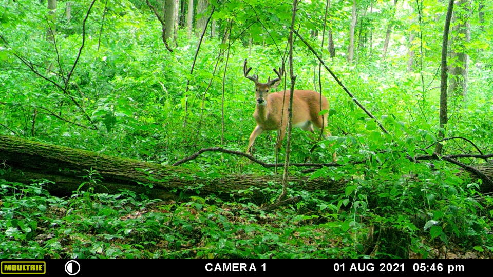 This trail camera captured a deer moving  Aug. 1 through the woods of Somerset County. While trail cameras can be a good hobby throughout the year, they are also a powerful scouting tool in the fall for hunters.