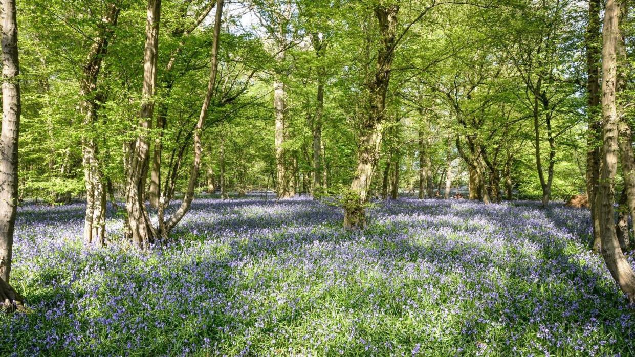 Bluebells at Astonbury Wood on a spring day 