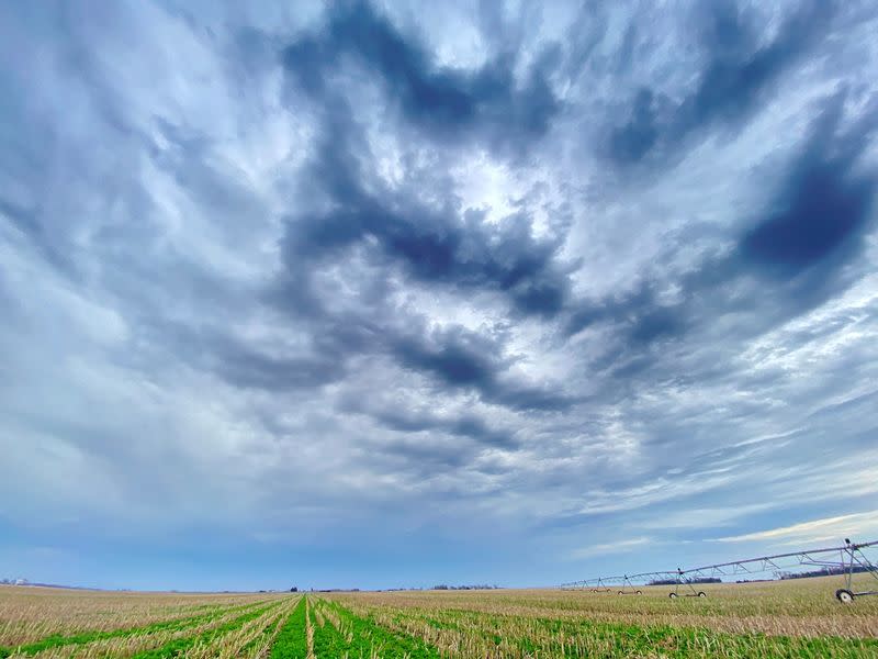 FILE PHOTO: A cover crop of tiller radishes is seen in a corn field in Butler County