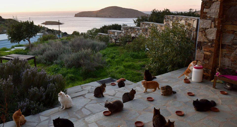 How you can work on cat island in Greece.