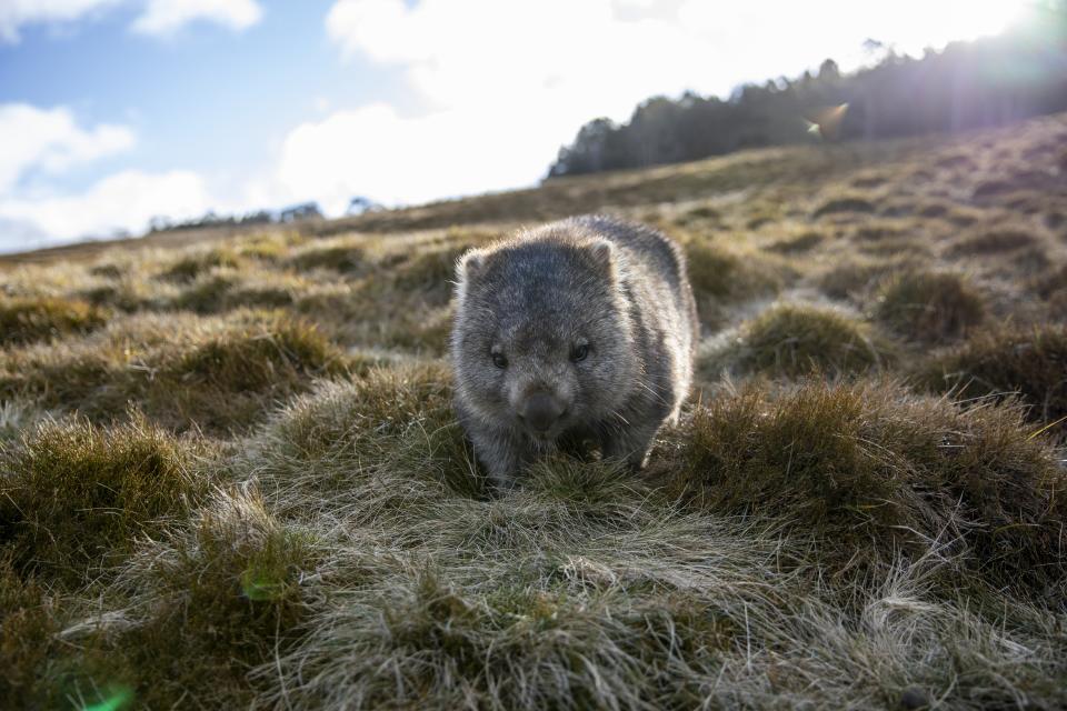 Wombats at Cradle Mountain (Photo: © Tourism Australia)