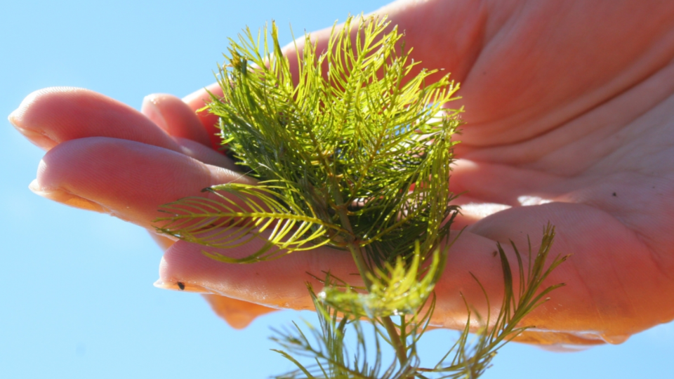 Ontario Invading Species - aquatic plants