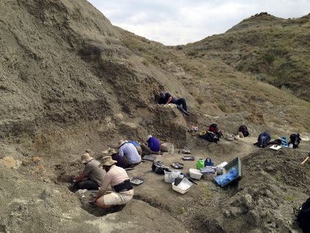 A field crew systematically excavates a bonebed containing the Wendiceratops pinhornenis dinosaur in Manyberries, Alberta in an undated photo released by the Cleveland Museum of Natural History. REUTERS/Michael Ryan/Cleveland Museum of Natural History/Handout via Reuters