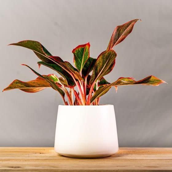 13) Aglaonema Firecracker Plants