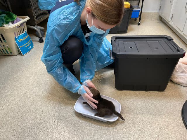 <p>San Diego Humane Society/Facebook</p> A San Diego Humane Society staff member weighing a coyote pup