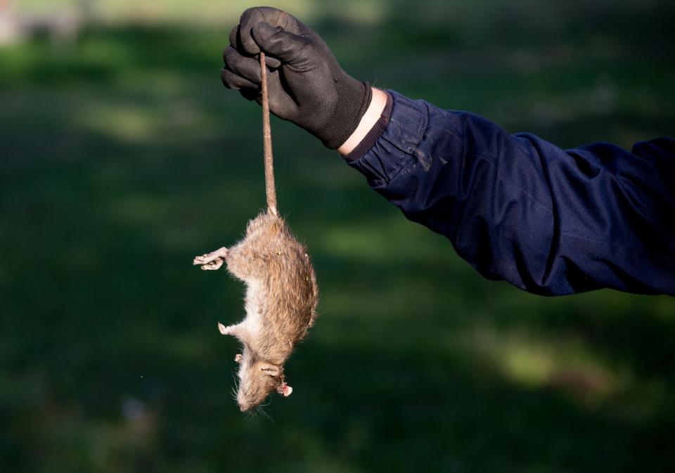 The city of Green Bay has received 129 complaints this year about rats.