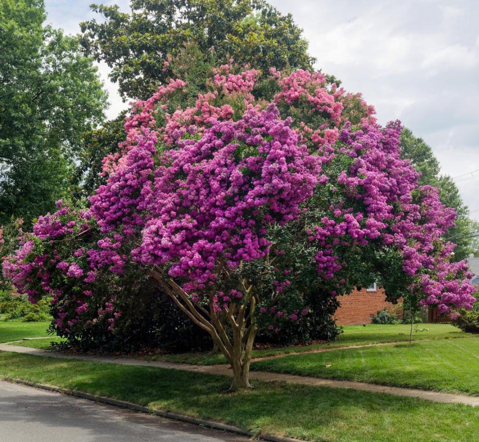 Raspberry crepe myrtle tree