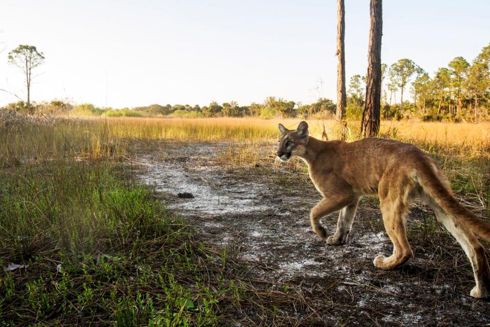A Florida panther strolls past a camera trap set up at the Corkscrew Regional Ecosystem Watershed at 4:15 p.m. on January 15, 2019. A federal judge ruled recently that large developments in panther habitat were not to be given wetland destruction permits by the state of Florida due to impacts to panthers and other protected species.