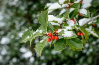 <p><strong>Holly, mistletoe and snowdrops are among the toxic plants to keep away from your dogs this <a href="https://www.housebeautiful.com/uk/christmas/" rel="nofollow noopener" target="_blank" data-ylk="slk:Christmas;elm:context_link;itc:0;sec:content-canvas" class="link ">Christmas</a>, the experts have warned. While these festive blooms might brighten up our home, they can be dangerous if consumed by our inquisitive four-legged friends. </strong></p><p>'Pets are often curious creatures and can be found chewing anything around the house, especially at a young age. While decorative plants can add a bit of a life to your interior during winter, it's important to remember that these could present problems if consumed by your furry family members,' says Salman Haqqi, pet insurance expert from <a href="https://www.money.co.uk/pet-insurance.htm" rel="nofollow noopener" target="_blank" data-ylk="slk:money.co.uk;elm:context_link;itc:0;sec:content-canvas" class="link ">money.co.uk</a>.  </p><p>'Taking the necessary steps, such as placing <a href="https://www.countryliving.com/uk/homes-interiors/interiors/g32015461/best-plant-stands/" rel="nofollow noopener" target="_blank" data-ylk="slk:plants;elm:context_link;itc:0;sec:content-canvas" class="link ">plants</a> out of reach or adding barriers will help to ensure that pets do not ingest or come into contact with them. If your four-legged friend does consume a toxic house plant, it's important to seek expert help and advice from your vet as soon as possible.'</p><p>Remember to head to your local vet if your dog has come into contact with one of these plants. They will advise you on the next steps to take. </p><p>Take a look at the full list below... </p>