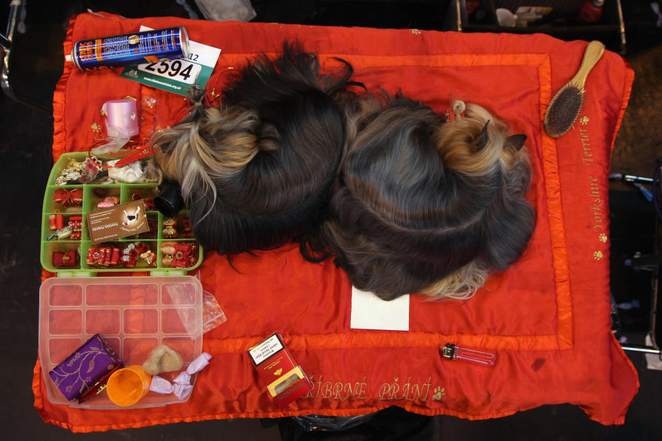 BIRMINGHAM, ENGLAND - MARCH 08: Two Yorkshire Terriers sleep on a grooming table on Day one of Crufts at the Birmingham NEC Arena on March 8, 2012 in Birmingham, England. During the annual four-day competition nearly 22,000 dogs and their owners will compete in a variety of categories, ultimately seeking the coveted prize of 'Best In Show'. (Photo by Dan Kitwood/Getty Images)