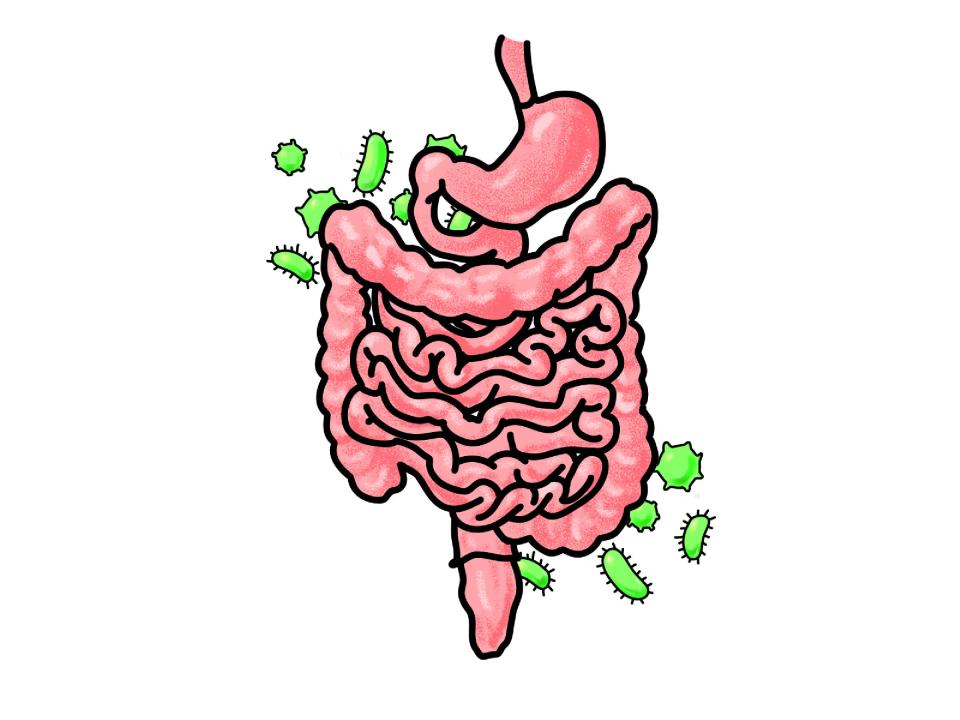 illustration of internal organs surrounded by bacteria