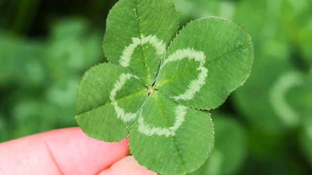 How to Find a Four-Leaf Clover