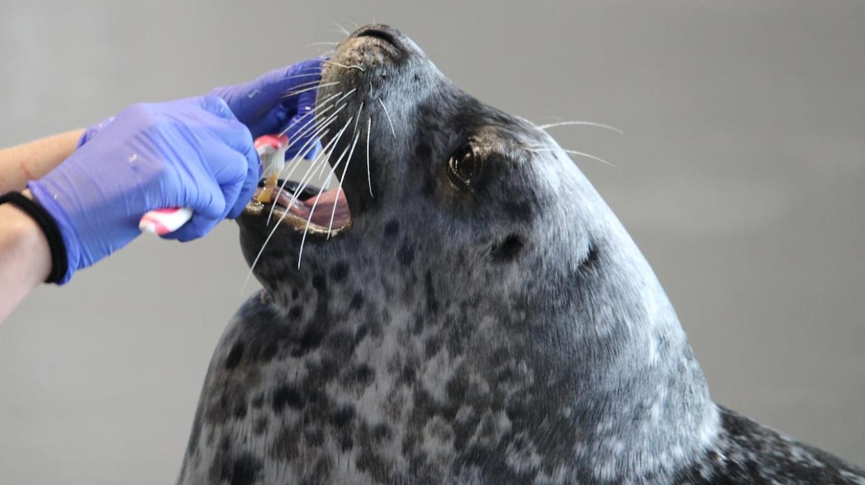 Hula the harbour seal having her teeth brushed (Dennis Kovtun/ CBC - image credit)