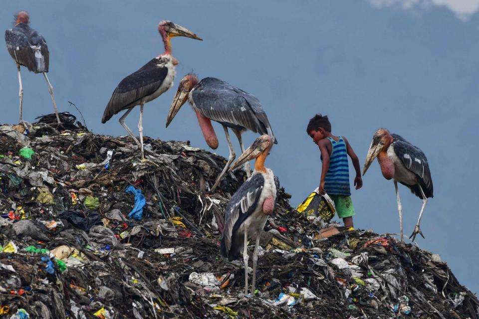 A boy searches for recyclable materials next to greater adjutant storks at a rubbish dump in Guwahati on 4 June 2022 (Getty)