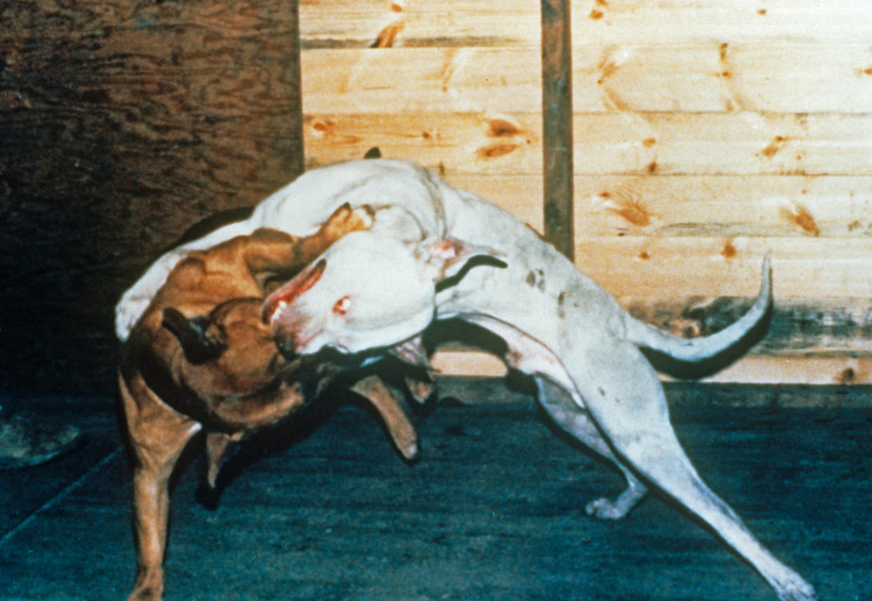 Dog fighting is an offence under section 8 of the Animal Welfare Act 2006. (RSPCA)