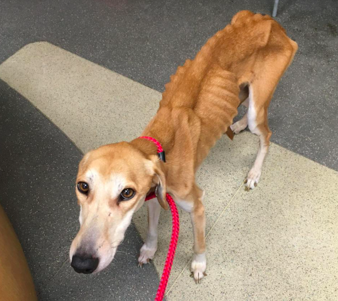 <em>Ollie was so skinny that vets could see every one of his bones (RSPCA)</em>