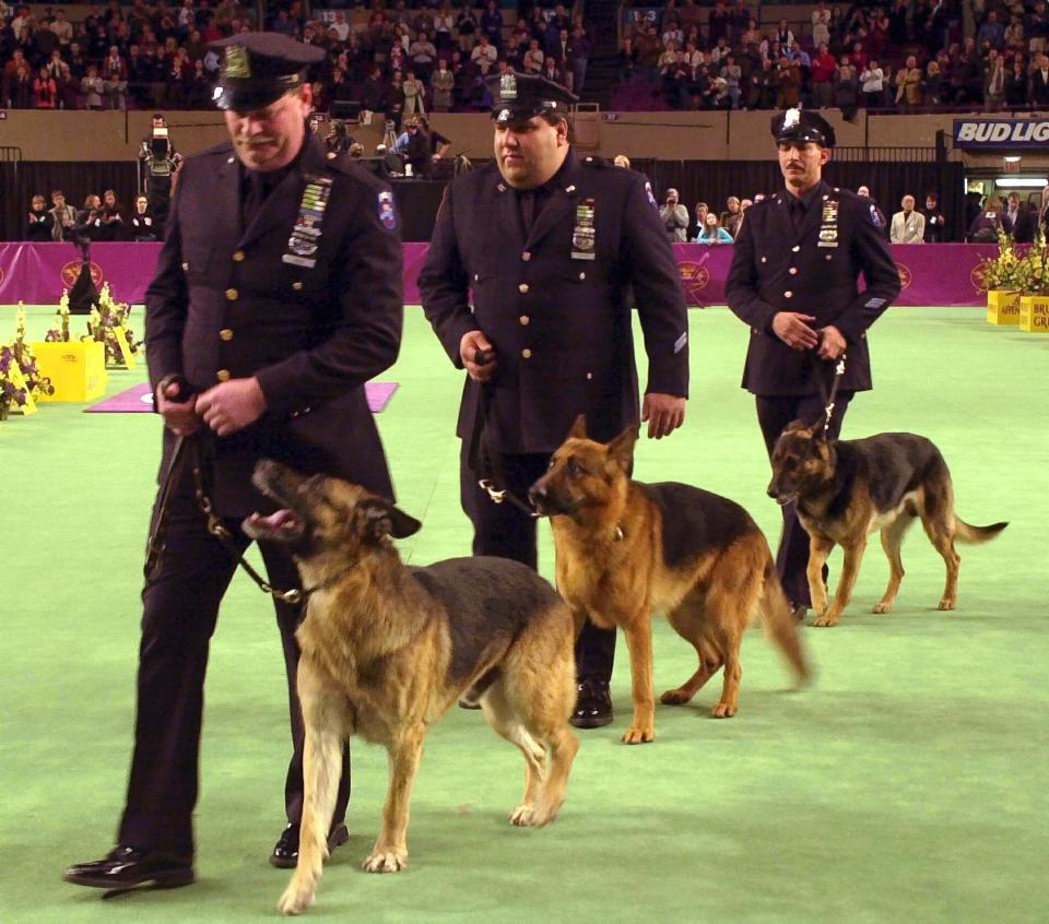 FILE - New York City search and rescue dog Appollo with handler Peter Davis, left, takes part in a ceremony at the 126th Annual Westminster Kennel Club Dog Show in Madison Square Garden, honoring the dogs that worked at the World Trade Center and Pentagon terrorists attacks on Sept. 11, 2001, in this Monday, Feb. 11, 2002, file photo. Most years, a dog like Appollo would’ve never made it onto the green carpet at the Garden. But the show in 2002 was no ordinary show. (AP Photo/Ron Frehm, File)