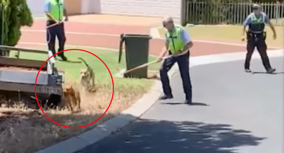 Two dogs captured by rangers after Perth attack. 