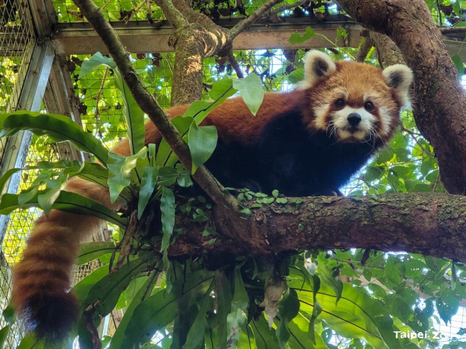 台北市立動物園14歲小貓熊「YaYa」，因雙側大腦、左側腦幹呈現多處水腫病變，造成嚴重腦組織腫脹，今天不幸病逝。圖／台北市立動物園提供