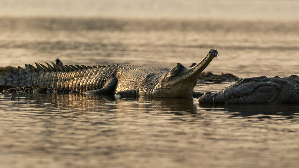 Indische Krokodile im Fluss