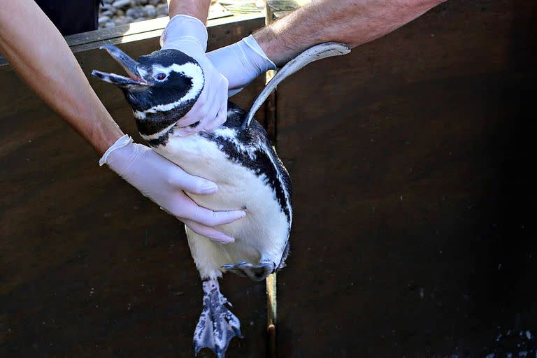 Uno de los pingüinos listo para regresar al mar