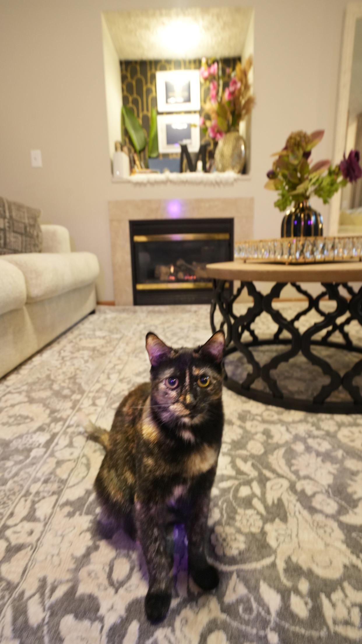 Mysa Khasawneh's cat, Taro, greets visitors Wednesday at Khasawneh's Hilliard home.