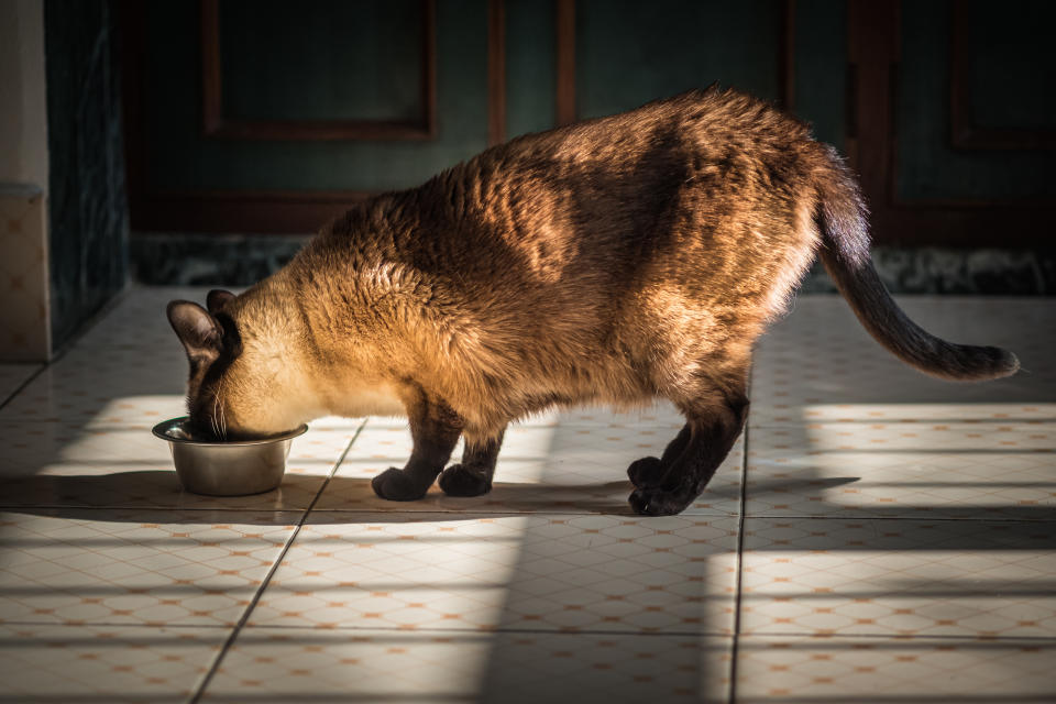 Los gatos son seres muy aseados y ordenados. Esto implica que su área de alimentación debe de ser un lugar en el que se sienta cómodo. (Getty Images)