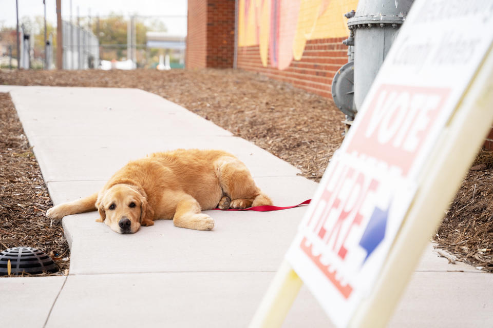 A dog named Georgia waits for their owner outside a voting location during early voting on Nov. 5, 2022, in Charlotte, North Carolina.