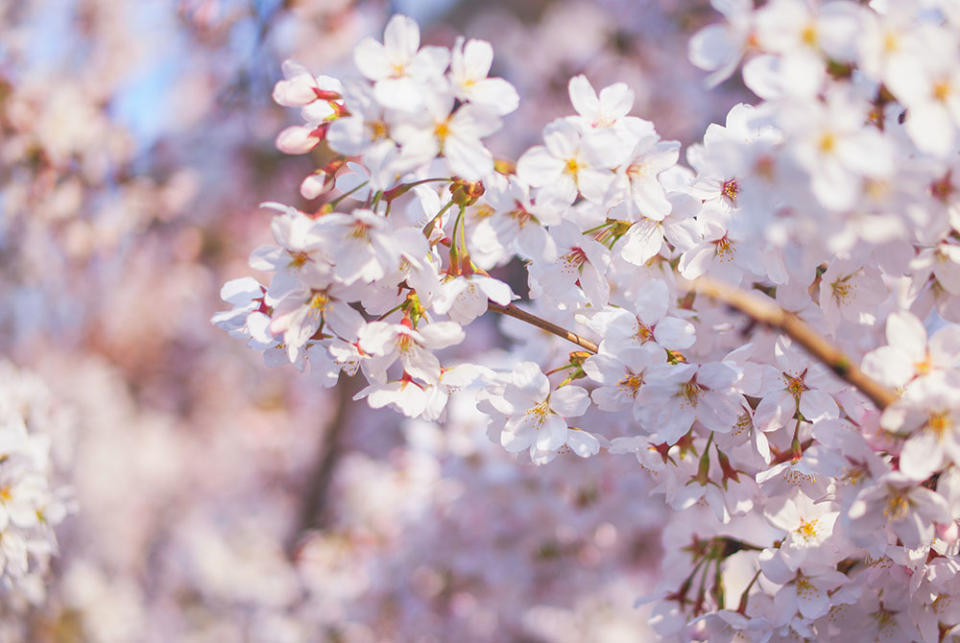 韓國櫻花（Image Source : Getty Creative）