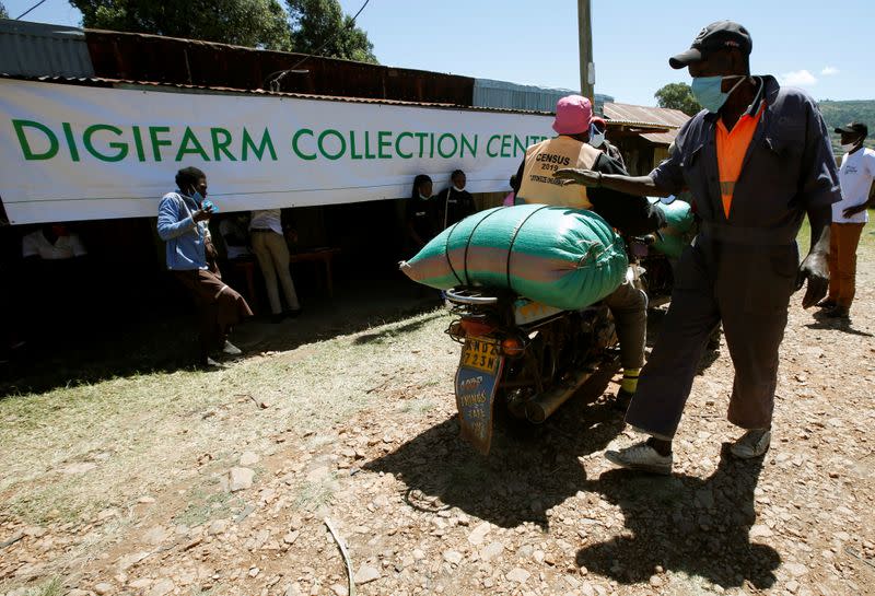 Farmers present their maize harvest at the collection centre facilitated by Safaricom DigiFarm App, that helps agribusinesses and small holding farmers to share information and transact easily, in Sigor village of Bomet County