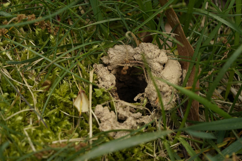 An emergence hole is seen the yard of environmental scientist Rebeccah Waterworth on Thursday, April 22, 2021, in Laurel, Md. The bugs only emerge in large numbers when the ground temperature reaches 64 degrees. That’s happening earlier in the calendar in recent years because of climate change, says entomologist Gene Kritsky. Before 1950 they used to emerge at the end of May; now they’re coming out weeks earlier. (AP Photo/Carolyn Kaster)