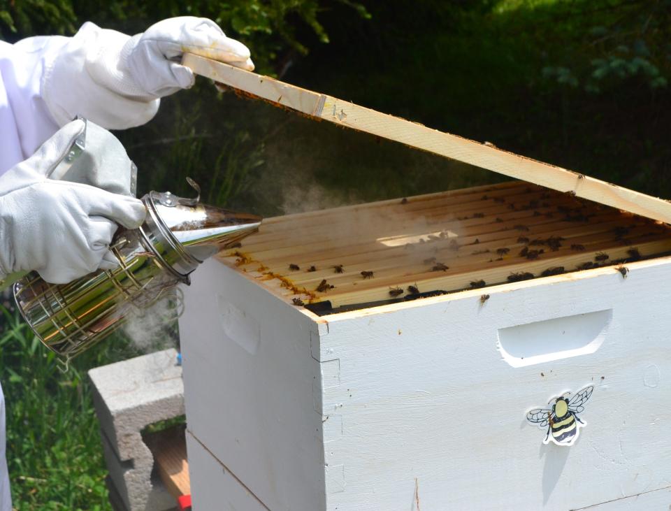 Smokers are used to calm bees and help protect beekeepers during hive maintenance. The smoke doesn't harm the bees but interferes with their sense of smell.