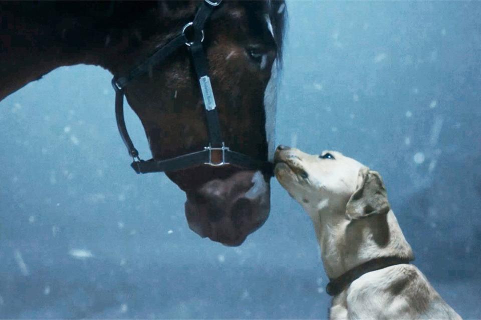 <p>Budweiser</p> A Clydesdale horse and Labrador retriever nuzzle in Budweiser