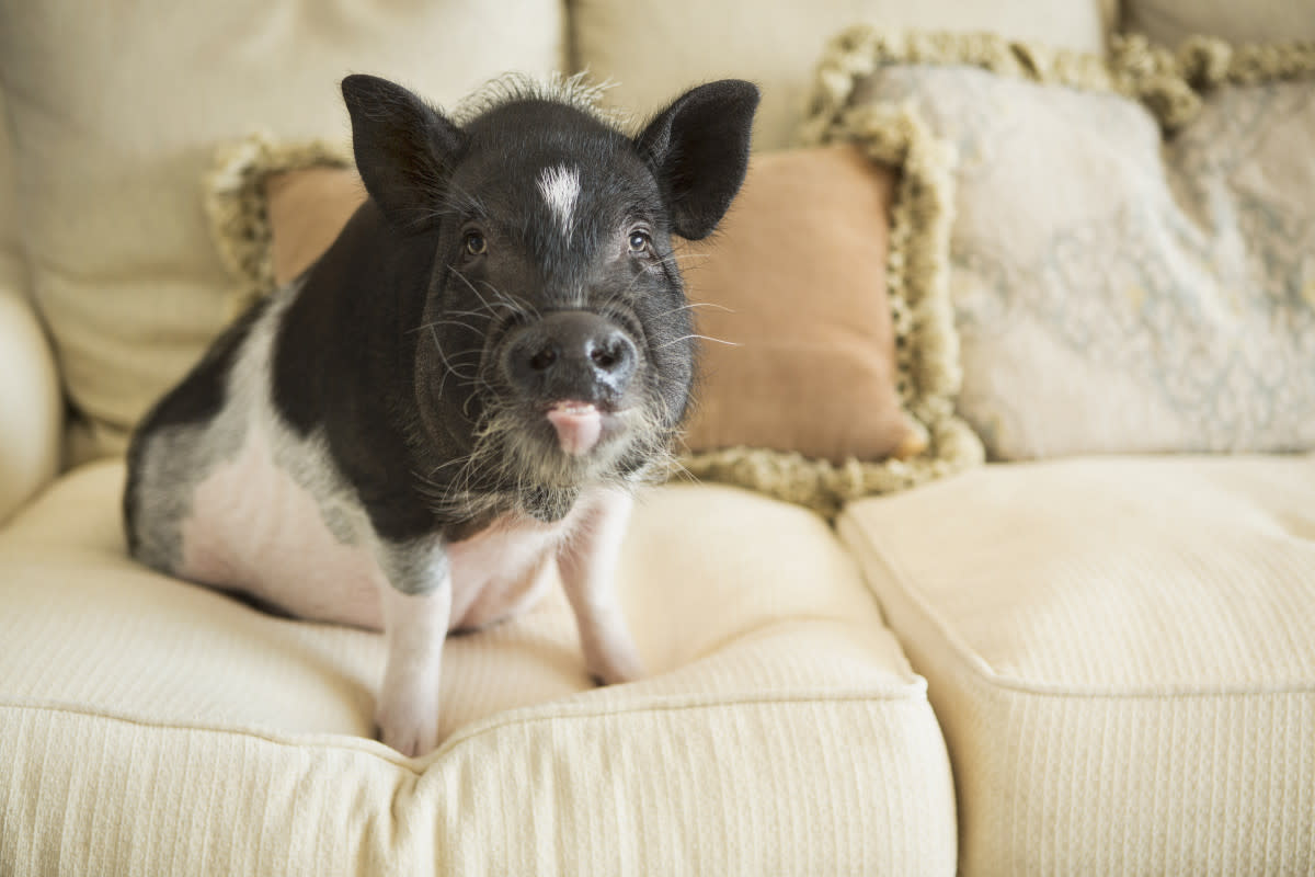 So many pigs end up surrendered. <p>Shutterstock/MintImages</p>