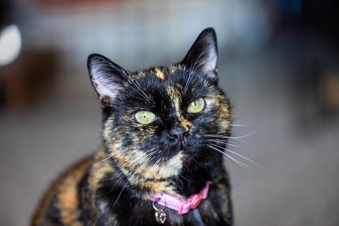 Misty won the award for Most Caring Cat (Ciaran McCrickard/PA)