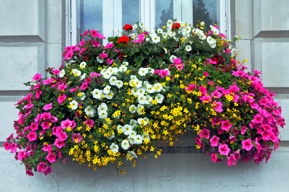 petunias in a window box