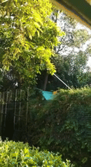 GIF of someone stealing avocados from their neighbor's tree