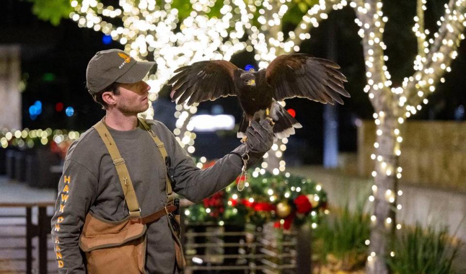 Adam Baz, a falconer and owner of the Hawk on Hand falconry service, holds his Harris’s hawk Jasper near the outdoor patio of a downtown Sacramento restaurant Friday. Baz has been hired by the Downtown Sacramento Partnership to help humanely manage the crow population downtown using trained falcons to push crows out of the area. The crows have been sleeping downtown, leaving their droppings in public spaces.