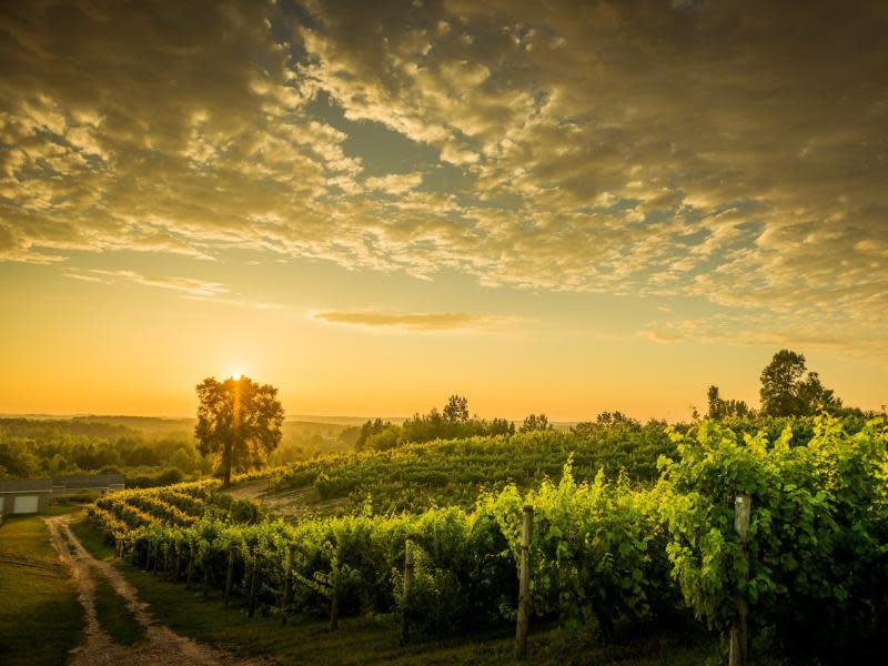 Romantik pur: Hoch im Norden der USA, am Lake Michigan, erwarten wohl nur wenige Besucher eine solche Weinberg-Idylle. Foto: Traverse City Tourism