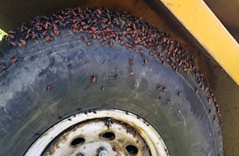 Spotted lanternflies congregate on the tire and under a vehicle in Pennsylvania.